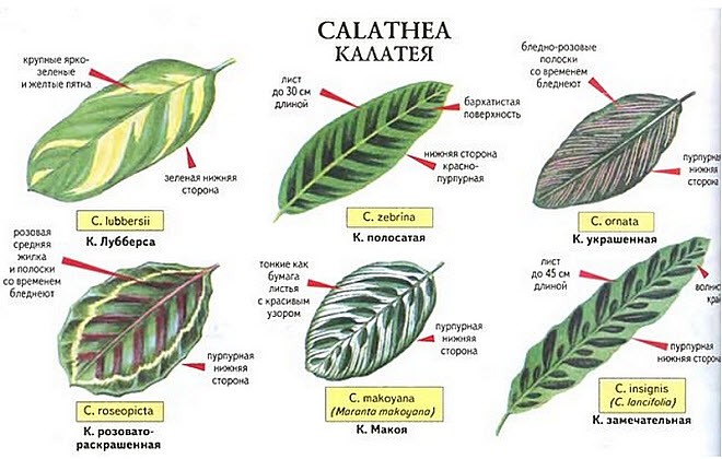 Калатея: уход,содержание,описание,выращивание,фото,видео,размножение