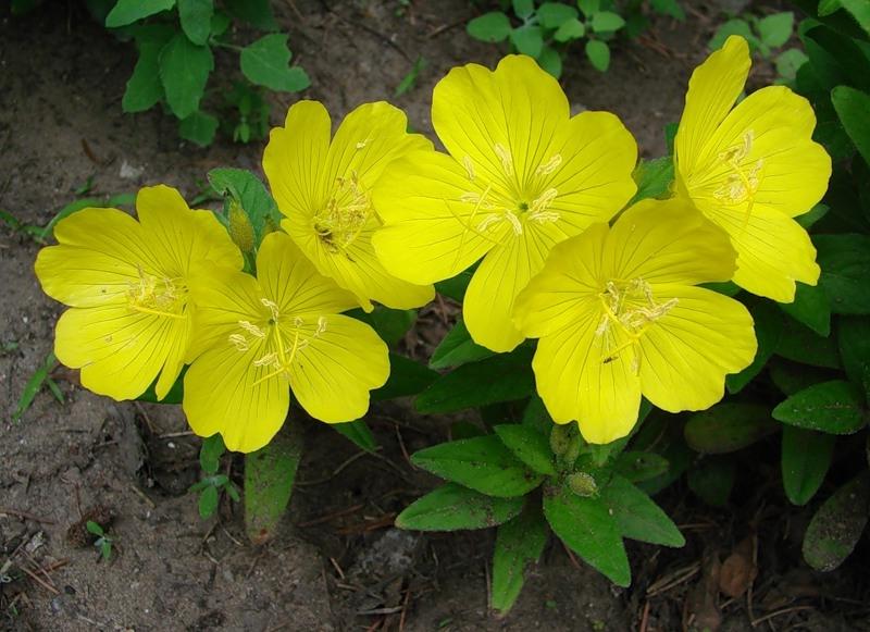 Желтые садовые цветы многолетние названия фото