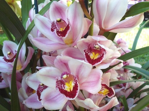 Cymbidium орхидея: уход и пересадка в домашних условиях, выбор грунта для цимбидиума, как заставить цвести