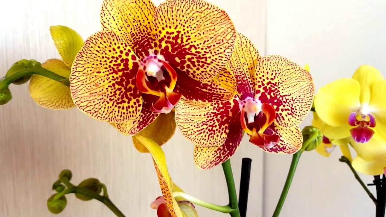 Орхидея фаленопсис горизонт описание и фото