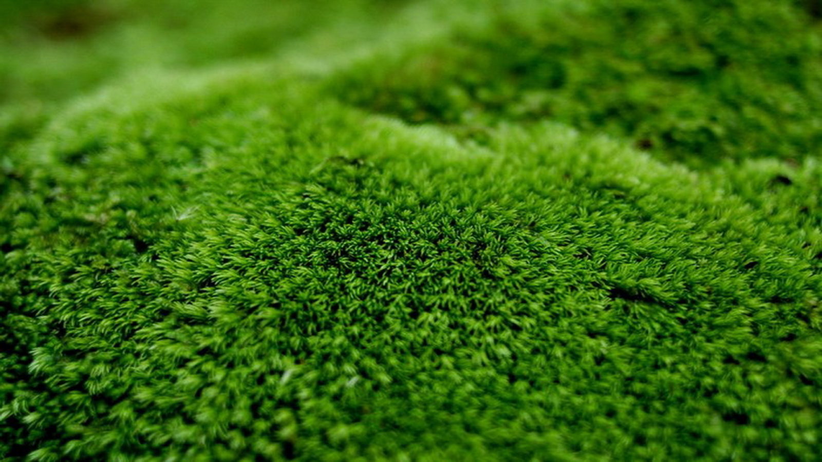 Что такое мох и где он растёт-