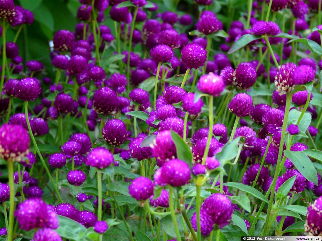 Гомфрена шаровидная фото. Гомфрена шаровидная. Гомфрена шаровидная (Gomphrena globosa). Картамус гомфрена. Цветы гомфрена шаровидная.