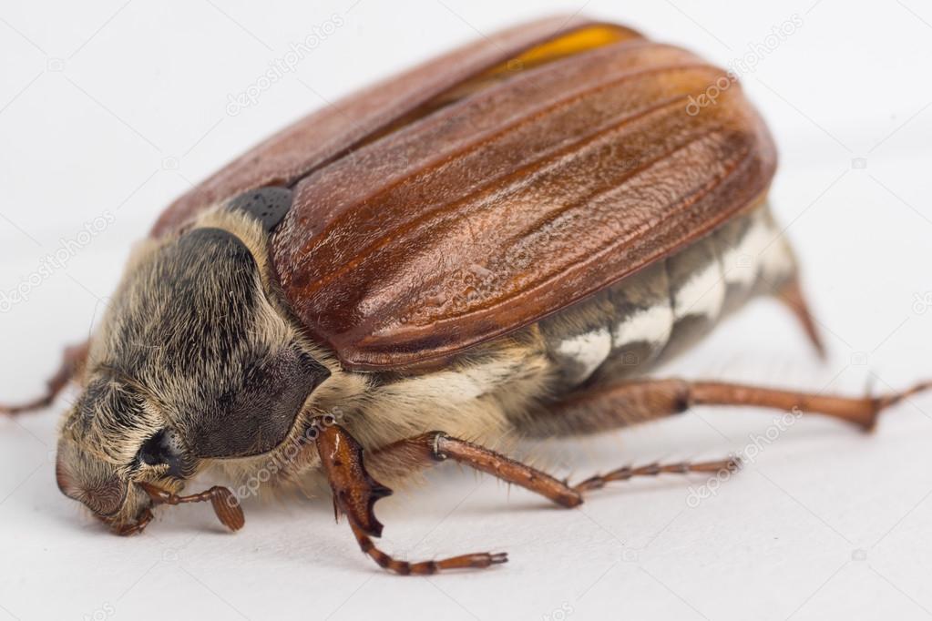 Майский жук- фото, виды и вредоносность