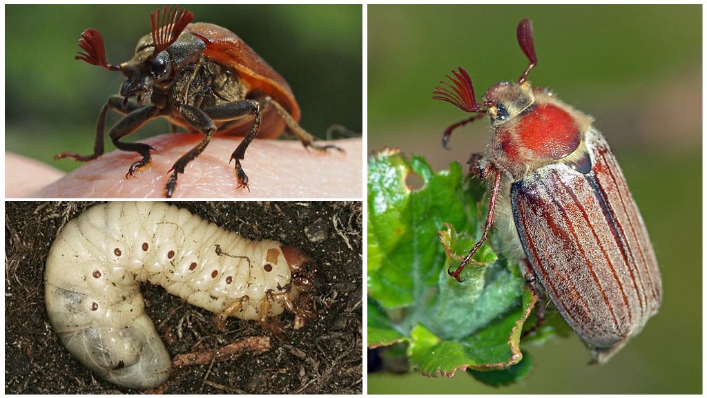 Майский жук- фото, виды и вредоносность