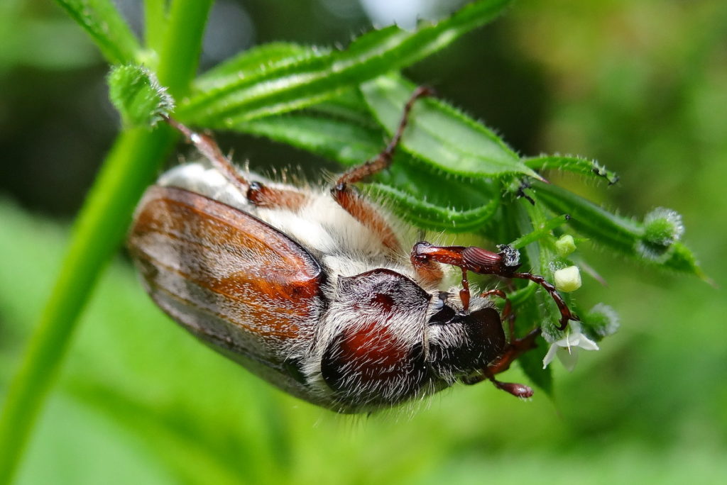 Майский жук википедия описание и фото