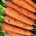 Обзор лучших сортов моркови на 2022 год